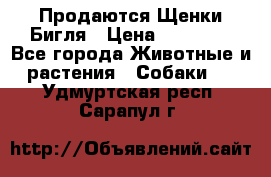 Продаются Щенки Бигля › Цена ­ 35 000 - Все города Животные и растения » Собаки   . Удмуртская респ.,Сарапул г.